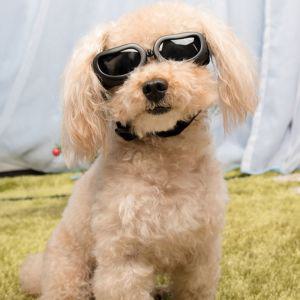 [모두모아]소형 중형 강아지 고글 애견 선글라스 안경 도글스 냥글라스 멍글라스 도글라스 강아지고글