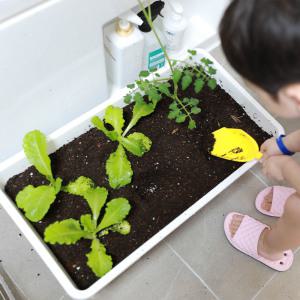 베란다 텃밭화분 오가닉 클래식화분 상추키우기 방울토마토키우기