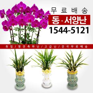 웰컴플라워 동양난/서양난 전국꽃배달 승진/개업/취임