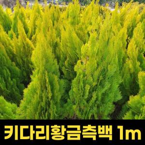 키다리황금측백 키1m 1주_MC