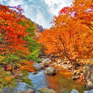 [전남] 지리산 피아골 단풍트레킹(연곡사/삼홍소) 왕복셔틀 당일여행 / 국내가을단풍여행 / 서울경기出