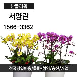 서양란/축하화분/승진영전취임란/전국당일3시간배달/난플라워