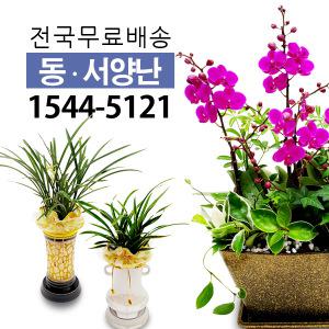 웰컴플라워 동양난/서양난 승진/개업/축하 꽃배달