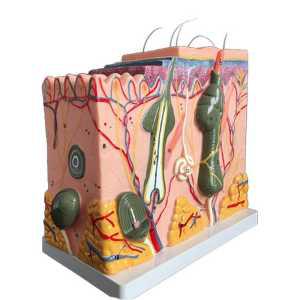 인체 피부 모형 교육 훈련 실습 해부학 조직 단면