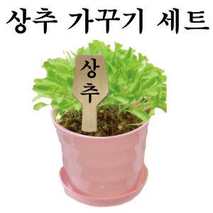 식물키우기 10인용세트(나팔꽃목화상추화분배양토)