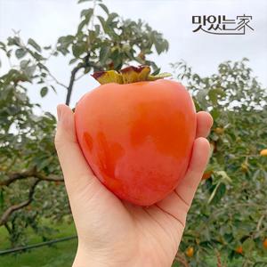 달달한 영암 대봉감 5kg/10kg 크기별