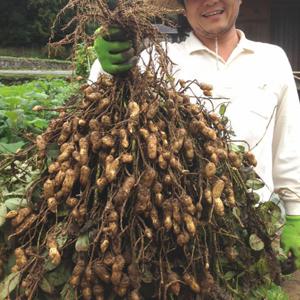 국산 햇 예천땅콩 쪄먹는 피땅콩 생땅콩 흙땅콩 생. 흙땅콩 2kg