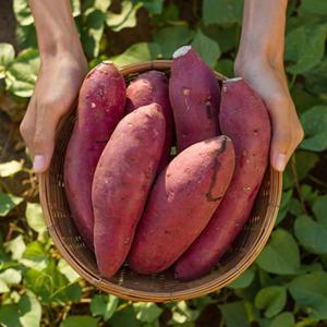 해남 햇 밤고구마 베니하루카고구마 꿀고구마 10kg/ 진율미 밤고구마 / PGI인증 지리적표시 특산품