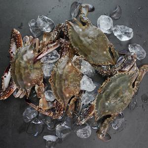 [자연맛남 꽃게] 유자망조업 서해안 활 꽃게 2kg (8미내외/빙장포장)