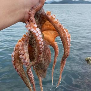 [자연맛남 문어] 통영 자연산 돌문어 2kg(2-7미)