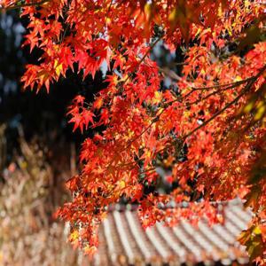 [2024 단풍구경 시즌] 푸쇼우산(Fushou Mountain)과 우링 농장(Wuling Farm)에서 2일간 단풍 감상 & 꿀사과 따기 타이페이 출발 |