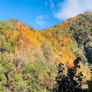 [2024 단풍 시즌] 신주 샤카로 고대 산책로 & 마안역 1일 투어 타이중 출발 |