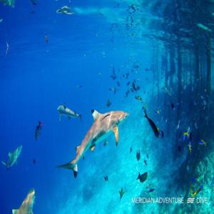 Meridian Adventure Dive Resort - 스쿠버 다이빙, 멀티데이 다이빙 패키지, 멀티데이 스노클링 패키지 | Raja Ampat