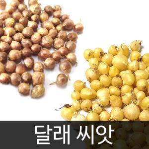 달래씨앗 채소씨앗 야채 씨앗 종자 종패 종폐 300알