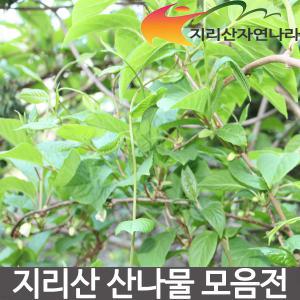 지리산고사리 건나물 명아주나물 쑥부쟁이 건취나물 뽕잎 풍년초 곰취 파프리카잎 당귀잎 자연산 묵나물