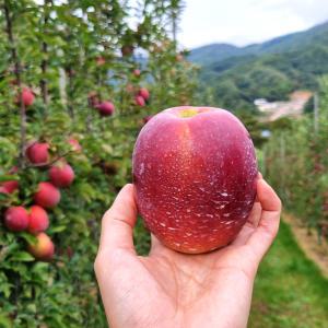 24년 첫수확 햇사과 감홍 사과 가정용 A급 3kg 중소과 (12-15과)