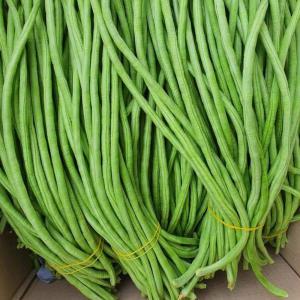 국내산 당일수확 줄콩 롱빈 500g 1kg 줄기콩 Dau dua / Long bean 동남아 식재료