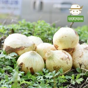 [기타][삼촌농장] 달큰한 무안 햇 양파(소) 3kg