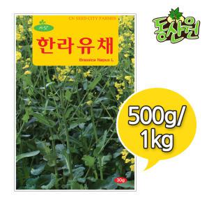 대용량 한라유채씨앗 500g 1kg 유채종자 유채꽃