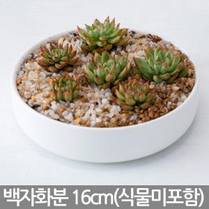 인테리어 화이트 다육화분 - 중형 화분 도자기 백자 세라믹 다육이화분 선인장 납짝이 흰색 화이트 인테리