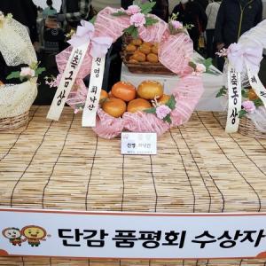 진영단감축제 금상 청림농원 진영단감 부유 10kg 36과 내외 (특대) 감 제철 과일