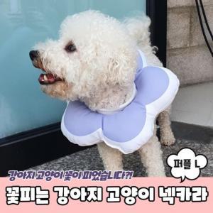 고양이 L 퍼플 넥카라 쿠션 강아지 꽃피는 (WF6A841)