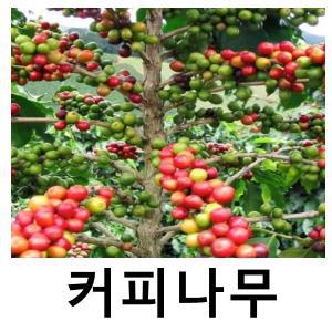 커피나무 묘목 아라비카 7치화분 결실주