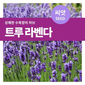 트루 라벤다 허브 씨앗 150립