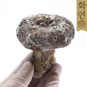 자연산 능이버섯 [특품] 냉동 1Kg / 건조 100g [화연]