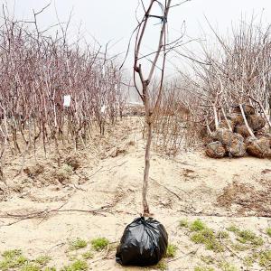 초록살롱 대추나무 묘목 복조대추나무 5년생 결실주