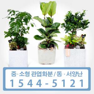 웰컴플라워 관엽/동양난/서양난 개업/선물 전국꽃배달