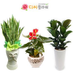 관엽/공기정화/화분/개업 꽃배달/꽃집/화원