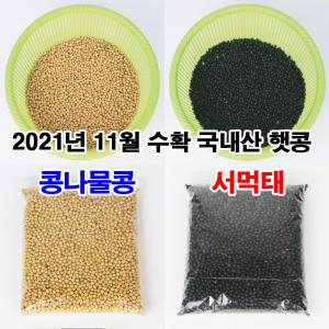 청시루 2024년 11월 수확 국내산 콩나물콩