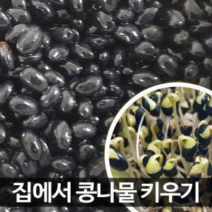 콩나물콩 집에서 키우기 1kg