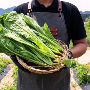 열무 4kg 내외 1박스 전라도 토종 열무 김치용 자체선별 당일수확