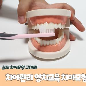 구강모형 양치치아모형 치아관리 양치교육 치아모형 치아모형교구 치아틀 이빨모형