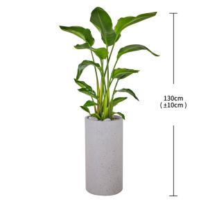 (코스트코 직배송) [서울/경기배송]여인초 130cm[Seoul/Gyenggi-do] Strelitzia 130cm