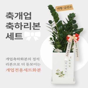 [리본세트 대형] 개업축하화분 개업식 화분 개업화분 카페 금전수 스투키 선물 화환