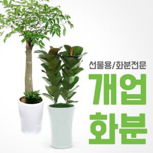 관엽식물/공기정화/개업화분배달/인테리어/이사/집들이/식당개업/축하화분/금전수/해피트리