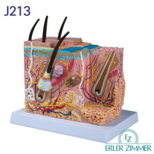 ERLER ZIMMER 인체 모형 J213 피부모형 50배 피부확대모형