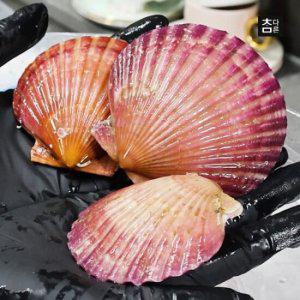 참다른 통영직송 쫄깃 달큰 홍가리비 1kg(23미내외) / 빙장포장