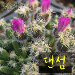 [허브여울선인장] 다육 댄섬(덴섬) 지름 9cm 소품화분 (상토와 마사만 사용 건강한 다육식물)