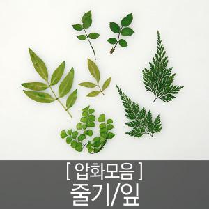 압화꽃모음 - 줄기,잎 모음전