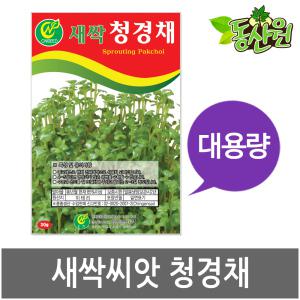 대용량 새싹청경채씨앗 500g 1kg 새싹씨앗 청경채싹 종자