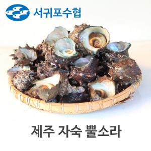 서귀포수협 제주 자숙 뿔소라 500g/1팩