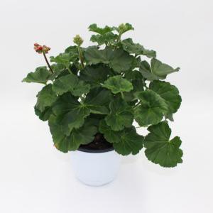 페라고늄(Pelargonium),페라제라늄, (중품) 색상랜덤발송 베란다월동 추위강함