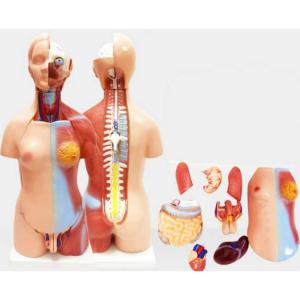 인체해부 해부모형 관절 해골 분해조립 상회 상품 장기 교육용