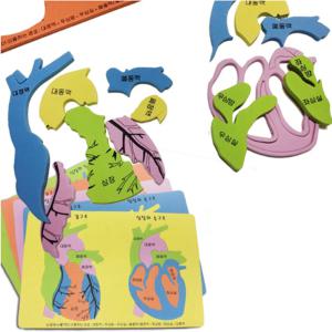 EVA 인체 심장구조 퍼즐/과학상자/과학/교구/수업/만들기