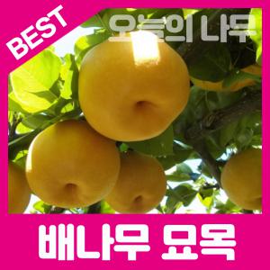 최상의 품종  배나무묘목/원황배 황금배 신고배 다양한품종 판매중