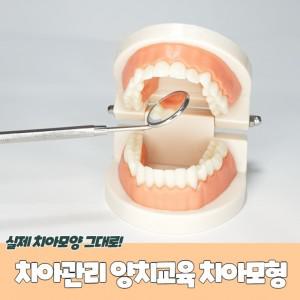 치아관리 양치교육 치아모형 치아틀 이빨모형 구강모형 양치치아모형 치아모형교구